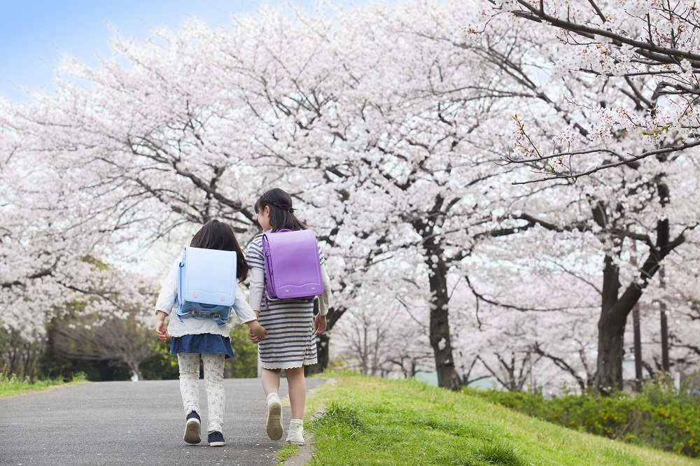 ランドセルを背負って桜並木を歩く女の子